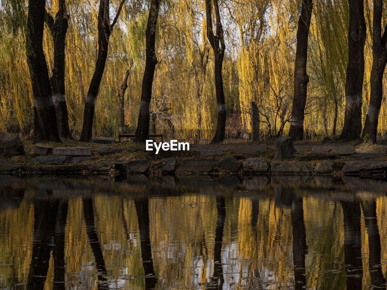 SCENIC VIEW OF LAKE AT FOREST