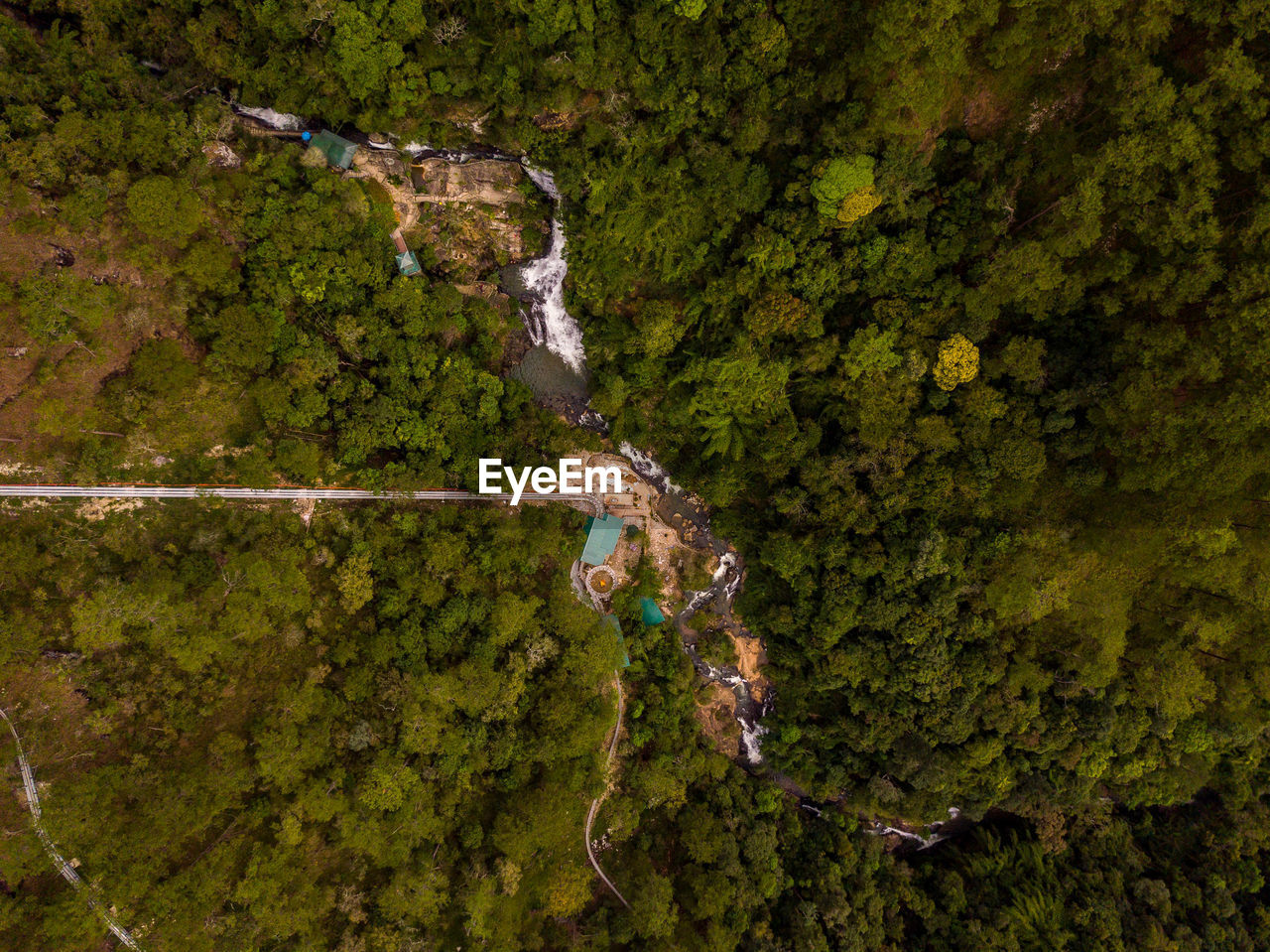 Aerial view of forest