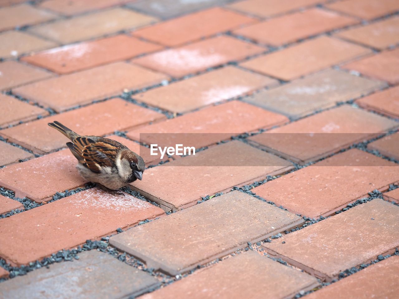 HIGH ANGLE VIEW OF SNAKE ON COBBLESTONE