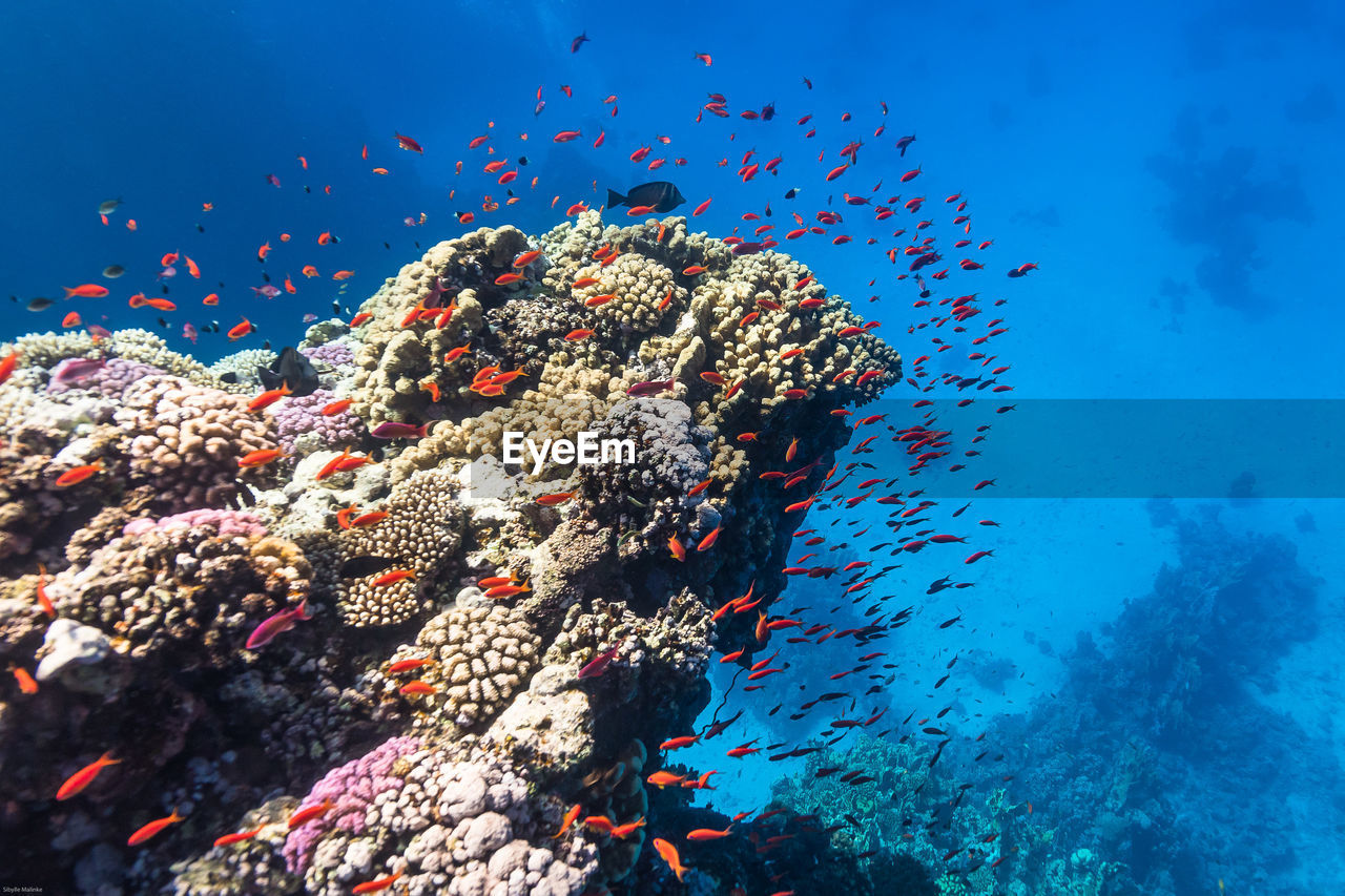 Reef scenery with plenty of fish in christal clear water of red sea