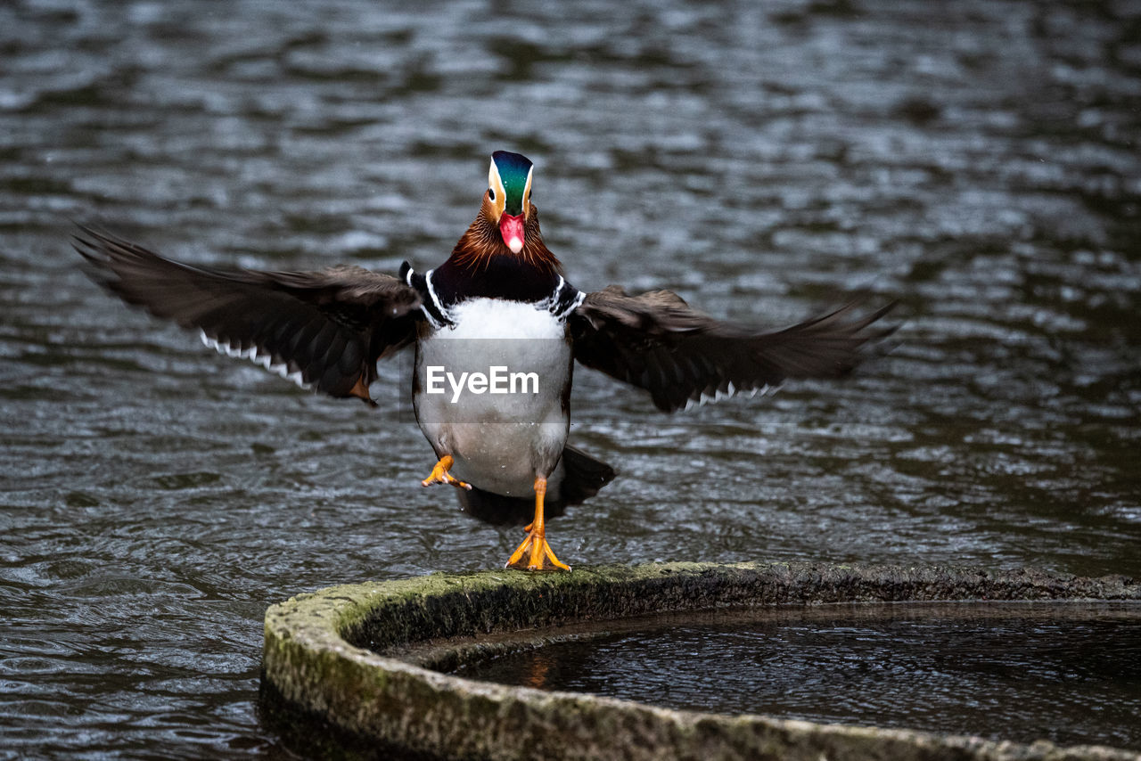 Close-up of mandarin duck in motion