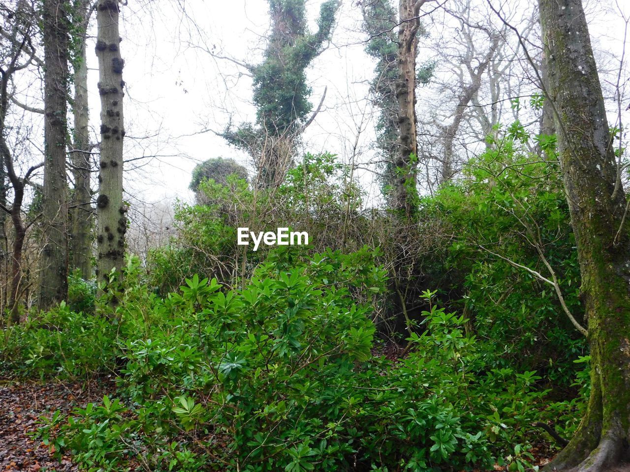 VIEW OF TREES IN FOREST