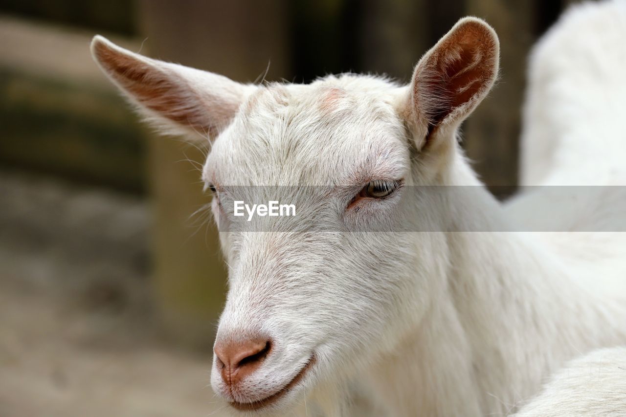 CLOSE-UP PORTRAIT OF A GOAT