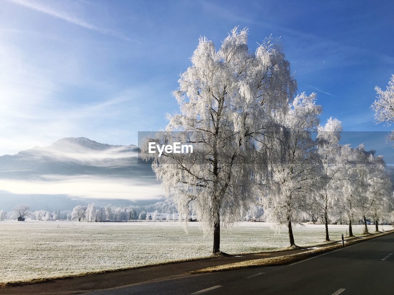 Trees by road against sky during winter