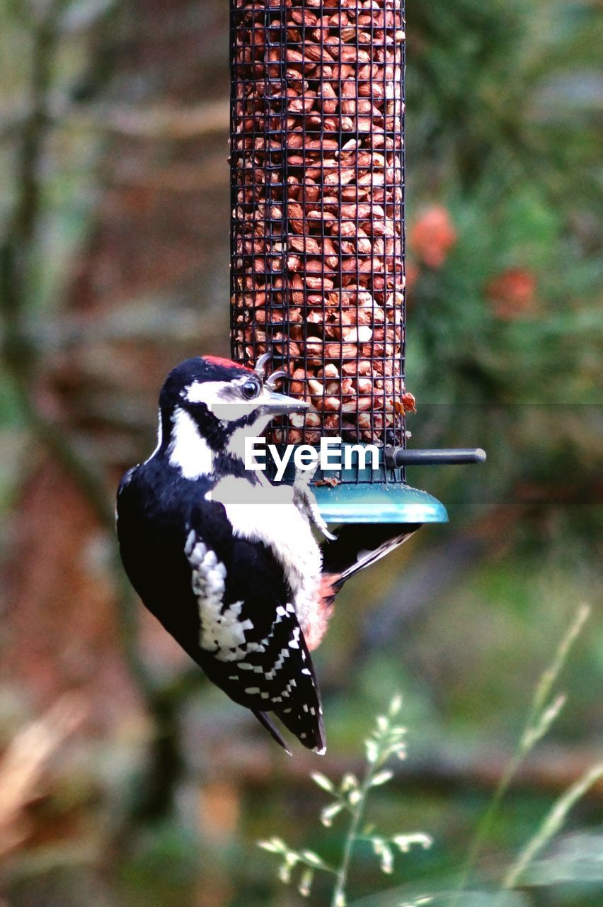 Close-up of bird hanging