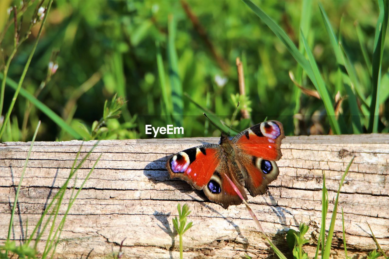 animal themes, animal, animal wildlife, wildlife, insect, butterfly, one animal, animal wing, nature, moths and butterflies, beauty in nature, plant, green, close-up, no people, grass, day, macro photography, flower, outdoors, focus on foreground, animal markings, animal body part, multi colored, leaf, perching, sunlight, wood