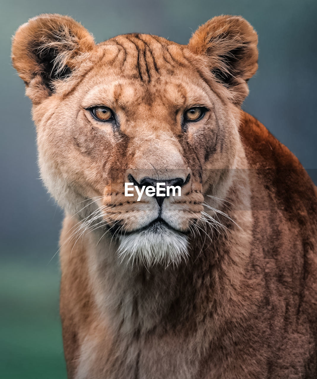 close-up portrait of lioness