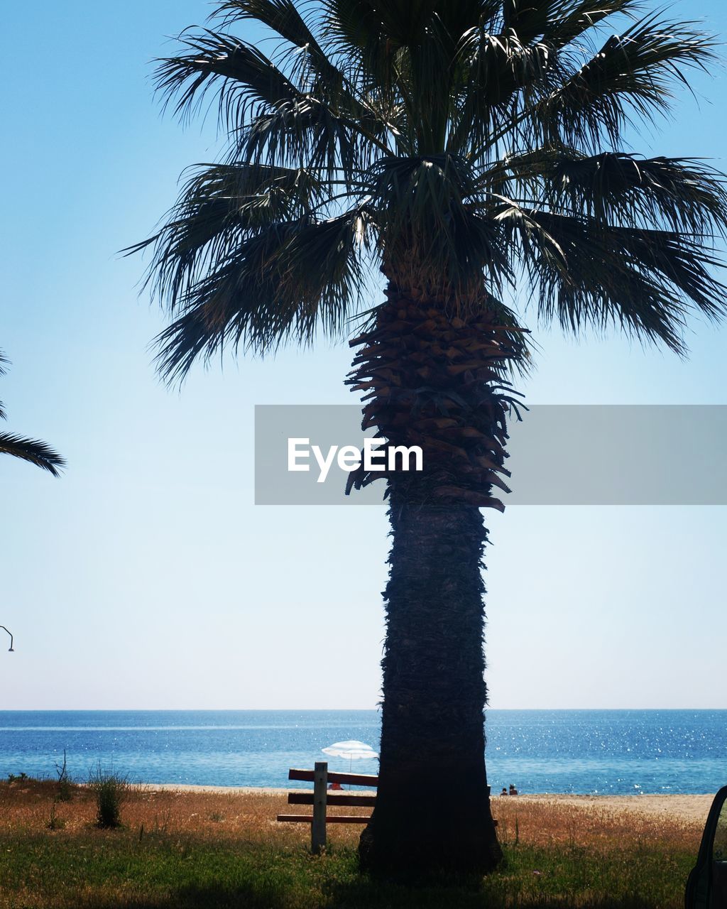 SCENIC VIEW OF PALM TREES ON BEACH AGAINST SKY