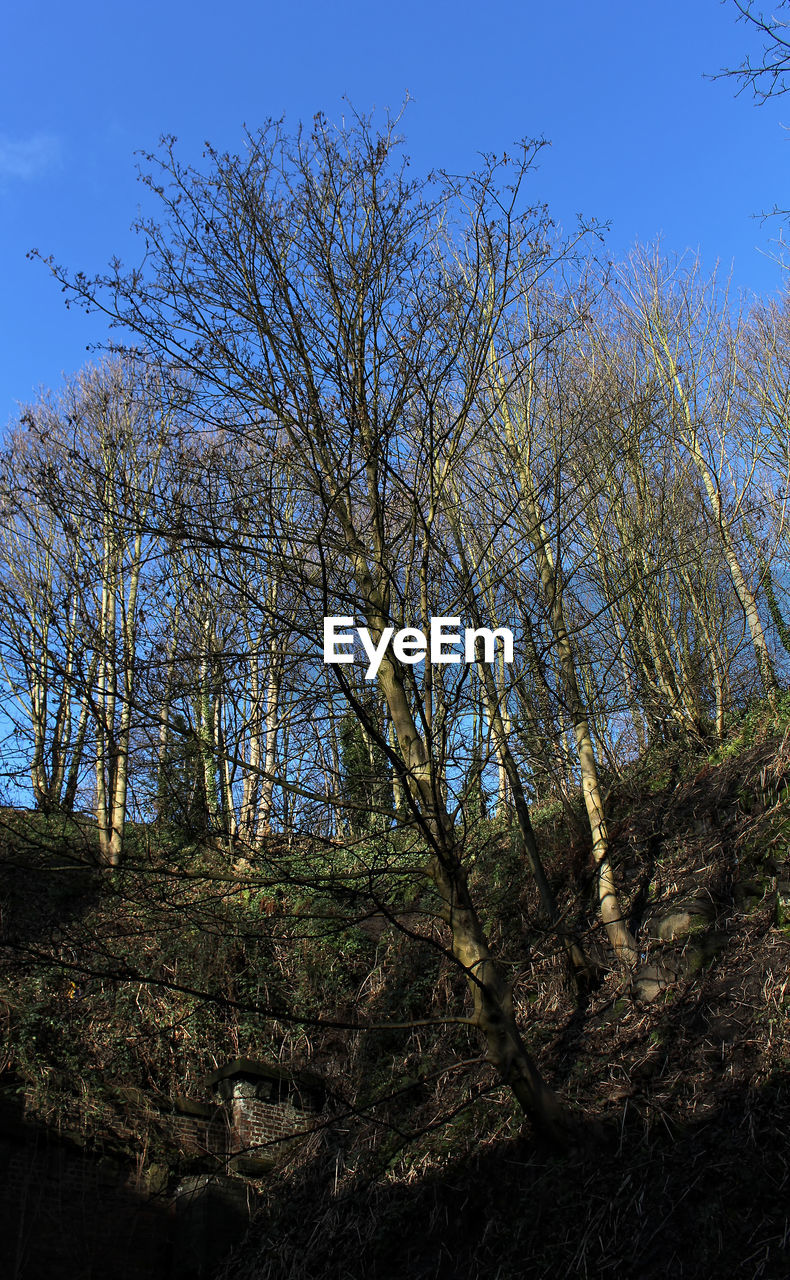LOW ANGLE VIEW OF TREES GROWING IN FOREST AGAINST SKY