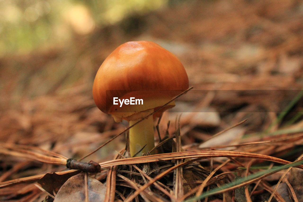 Close-up of wild mushroom growing on field