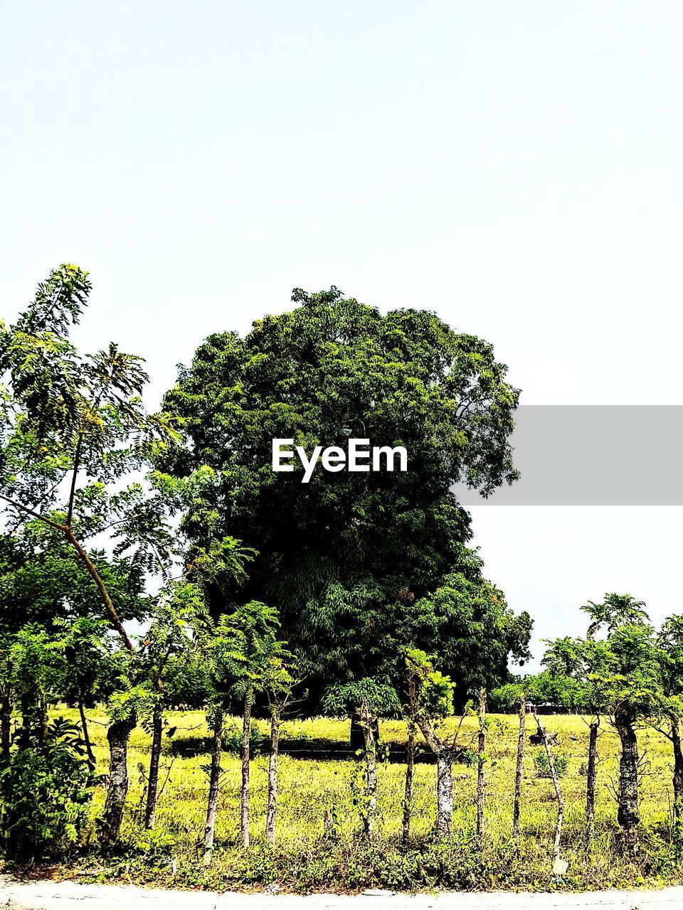 TREES AND PLANTS ON FIELD AGAINST CLEAR SKY