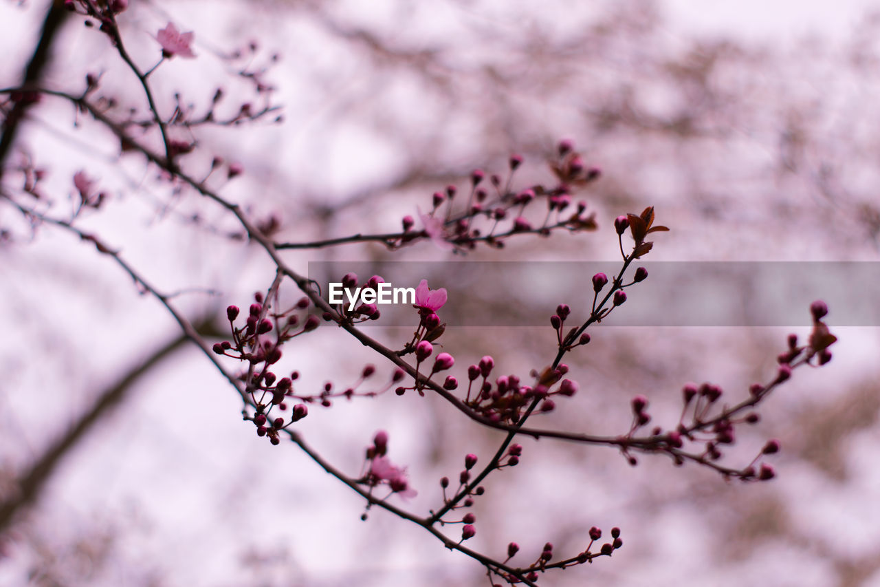 Low angle view of cherry blossom