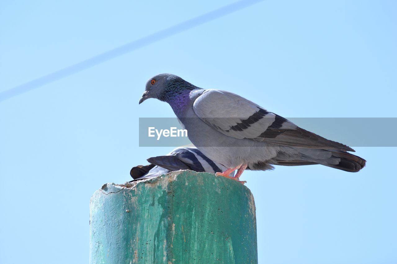 CLOSE-UP OF BIRD PERCHING AGAINST CLEAR SKY