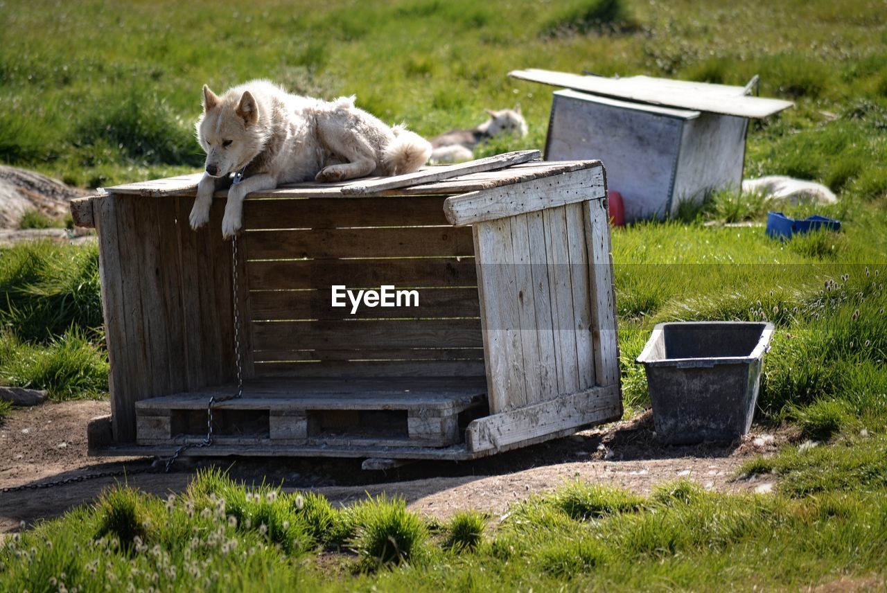 DOG LYING DOWN ON WOOD