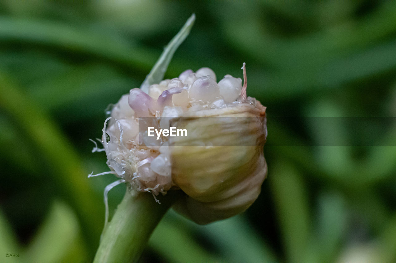 CLOSE-UP OF ROSE BUD