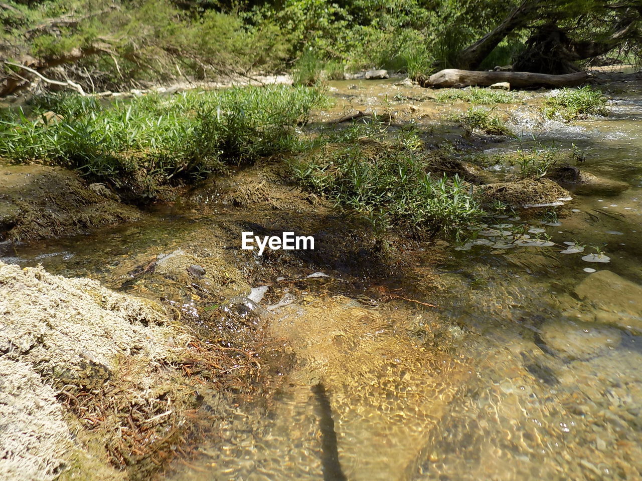 STREAM IN FOREST