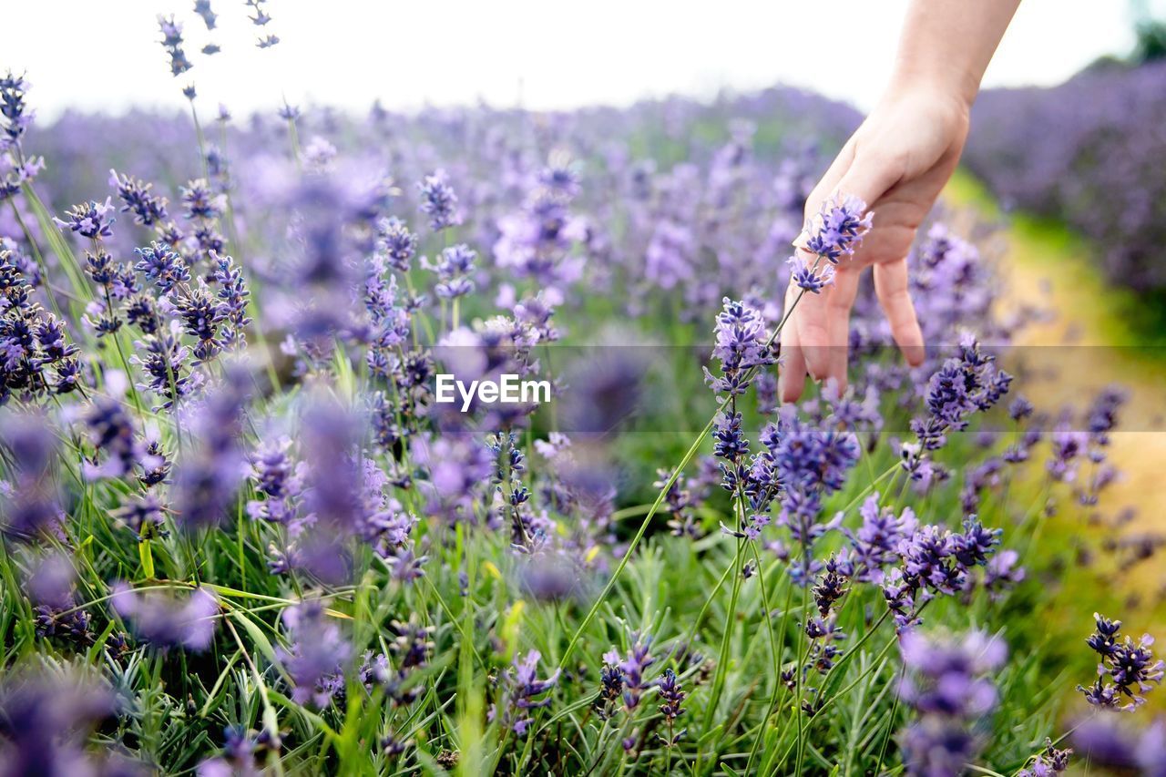 Close-up of hand by purple flowers on field