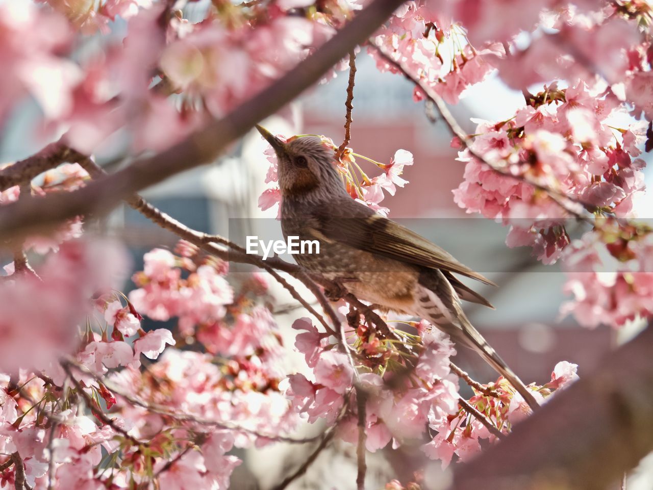 Bird perched in cherry blossoms in spring