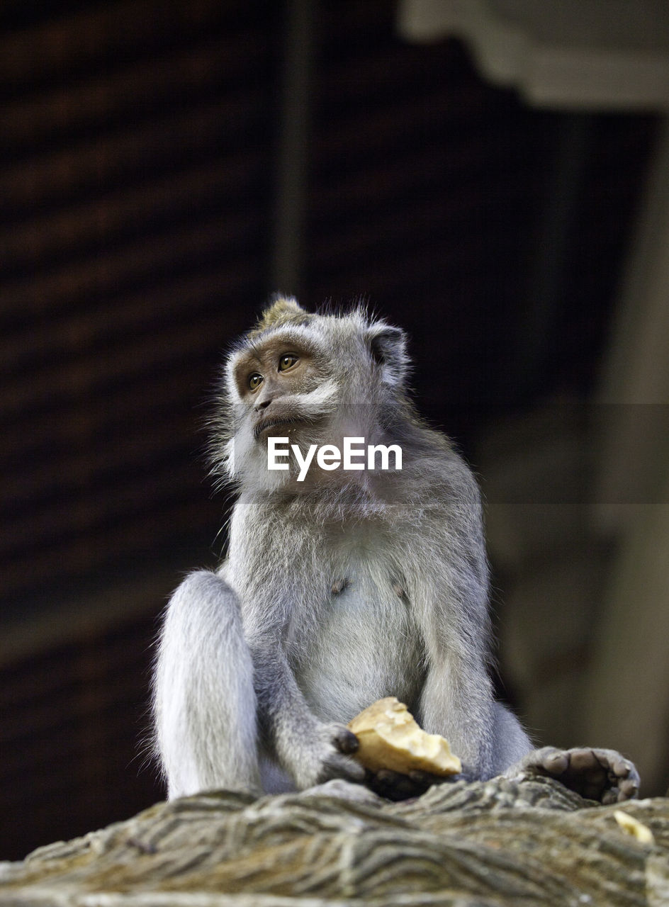 CLOSE-UP OF MONKEY SITTING AGAINST BLURRED BACKGROUND