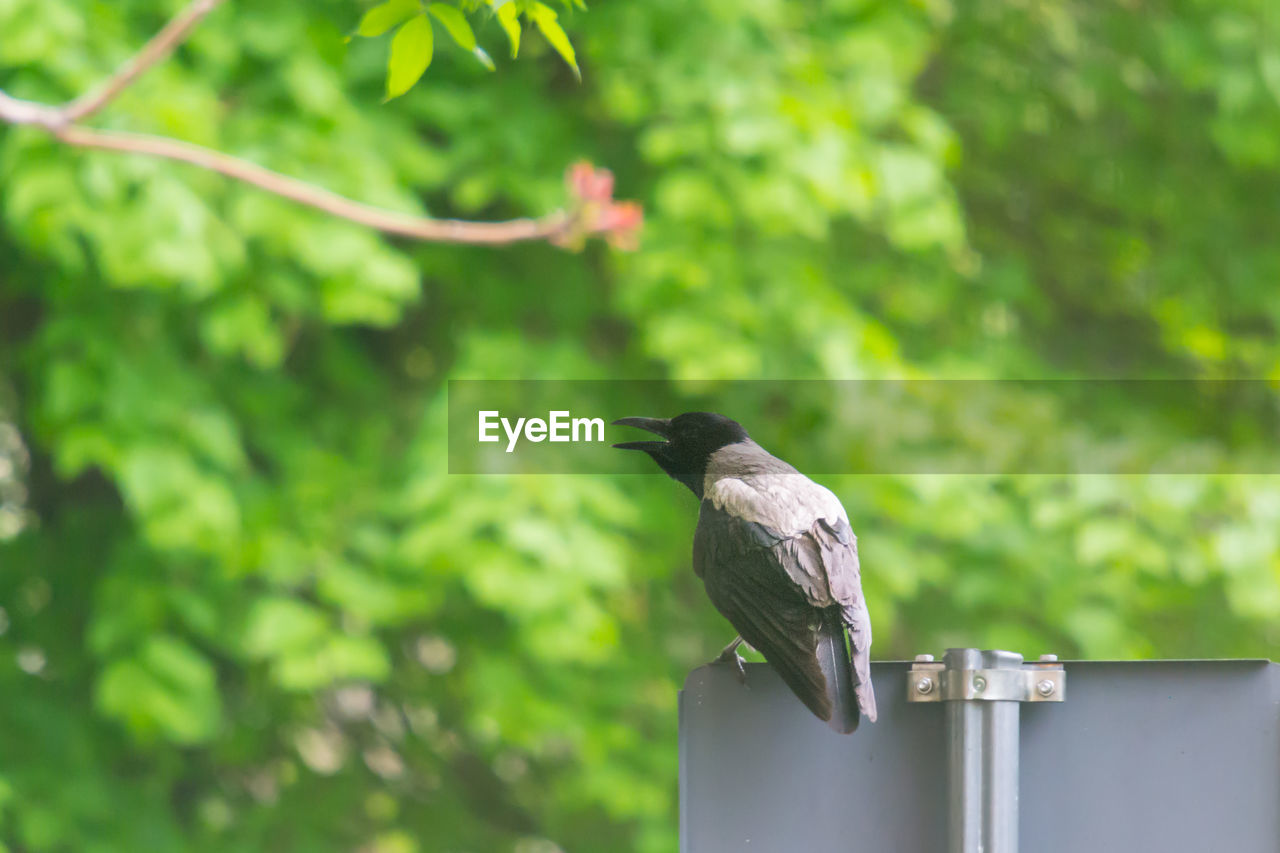 BIRD PERCHING ON A WOODEN POST