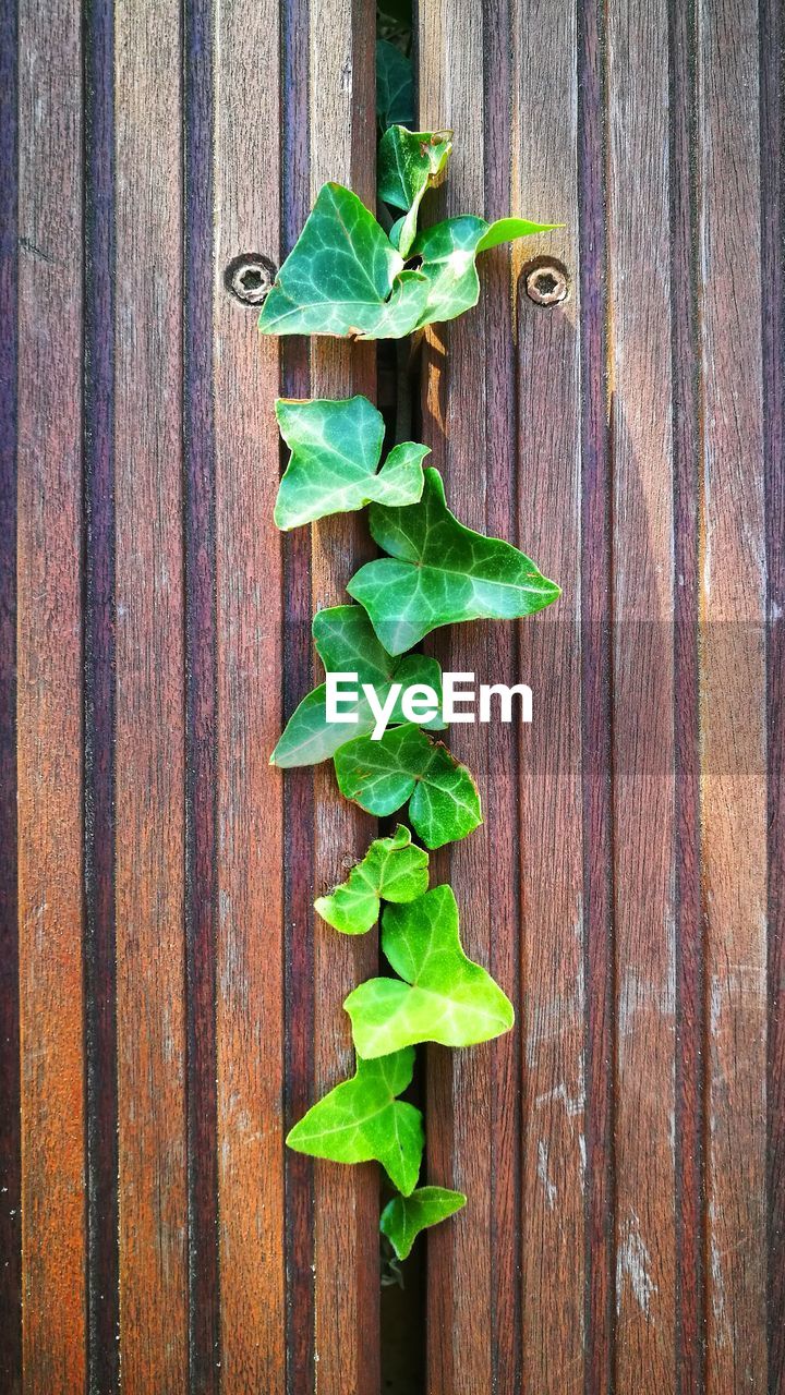 HIGH ANGLE VIEW OF FRESH GREEN LEAF ON TABLE