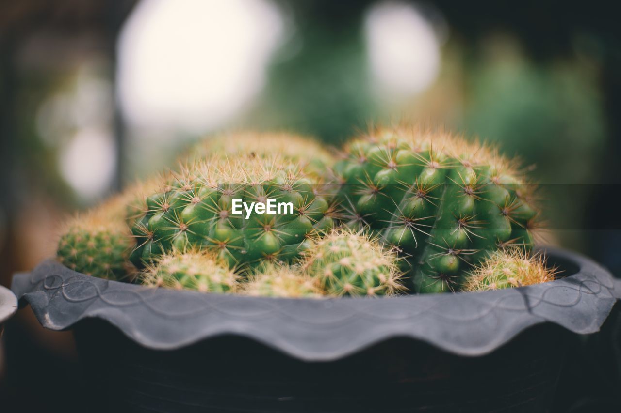 Close-up of cactus plant