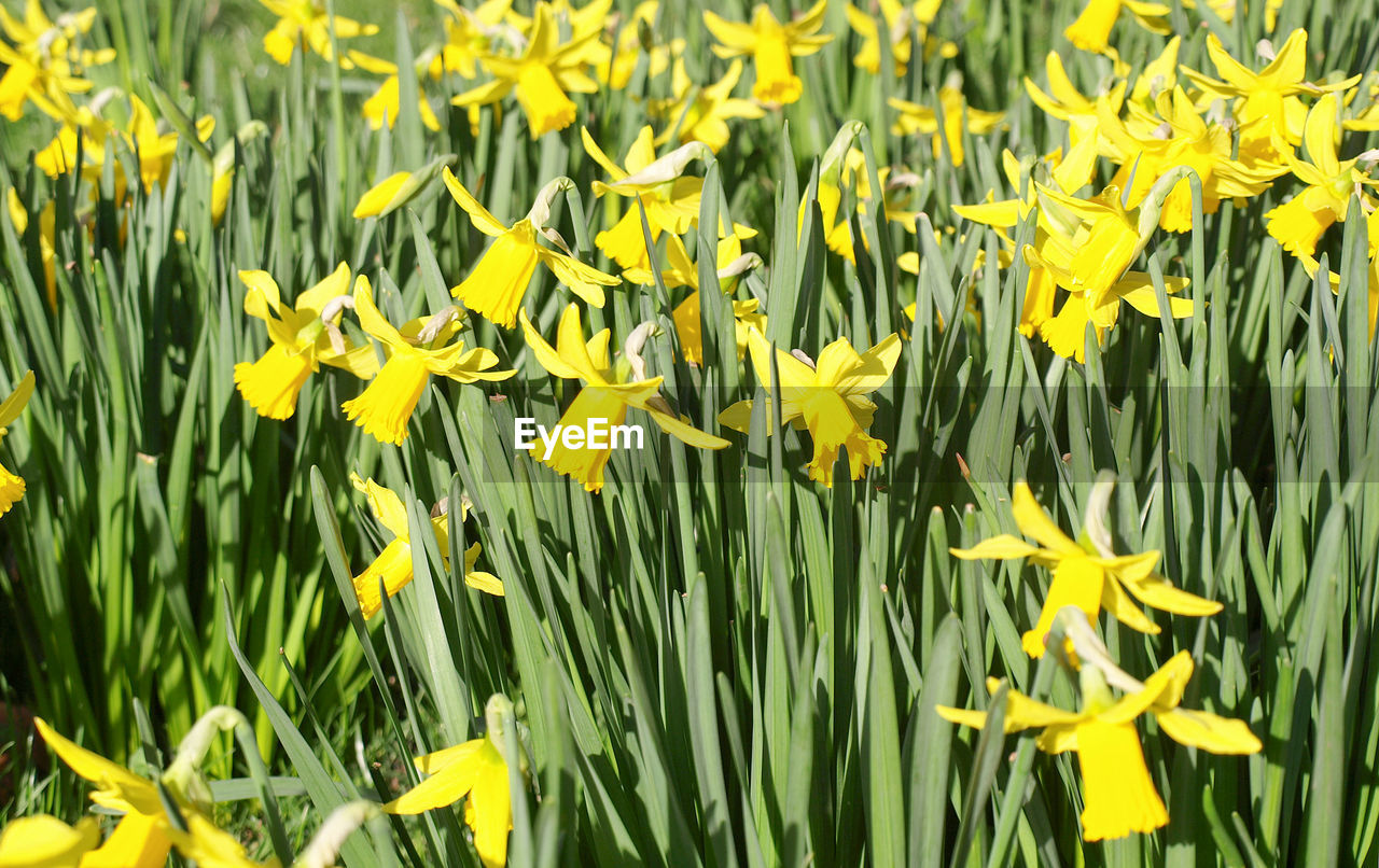 FULL FRAME SHOT OF YELLOW DAFFODIL FLOWERS