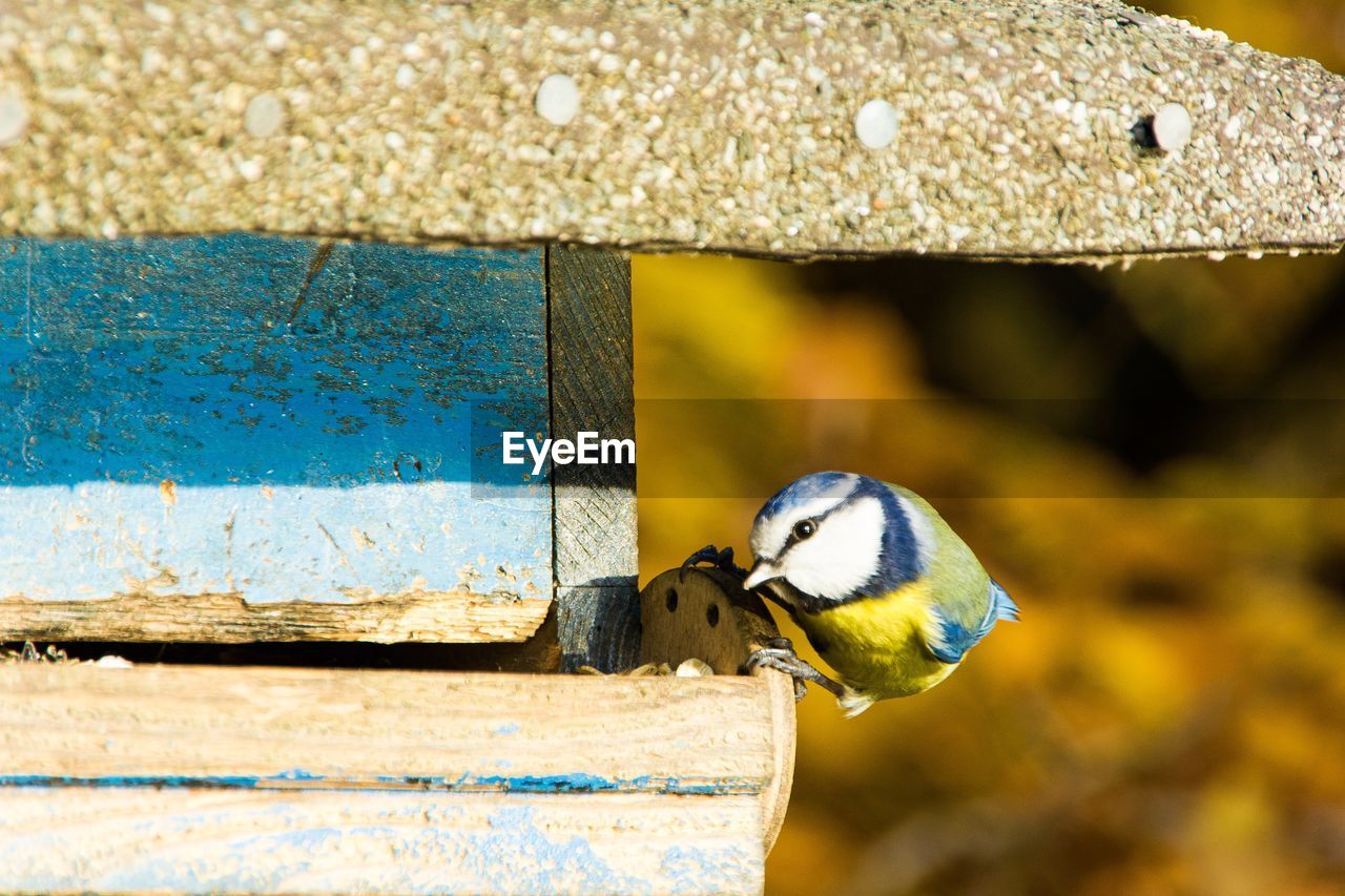 Close-up of bird