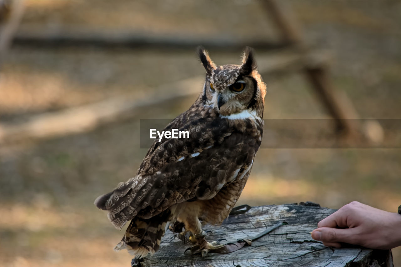 CLOSE-UP OF HAND HOLDING BIRD ON BRANCH