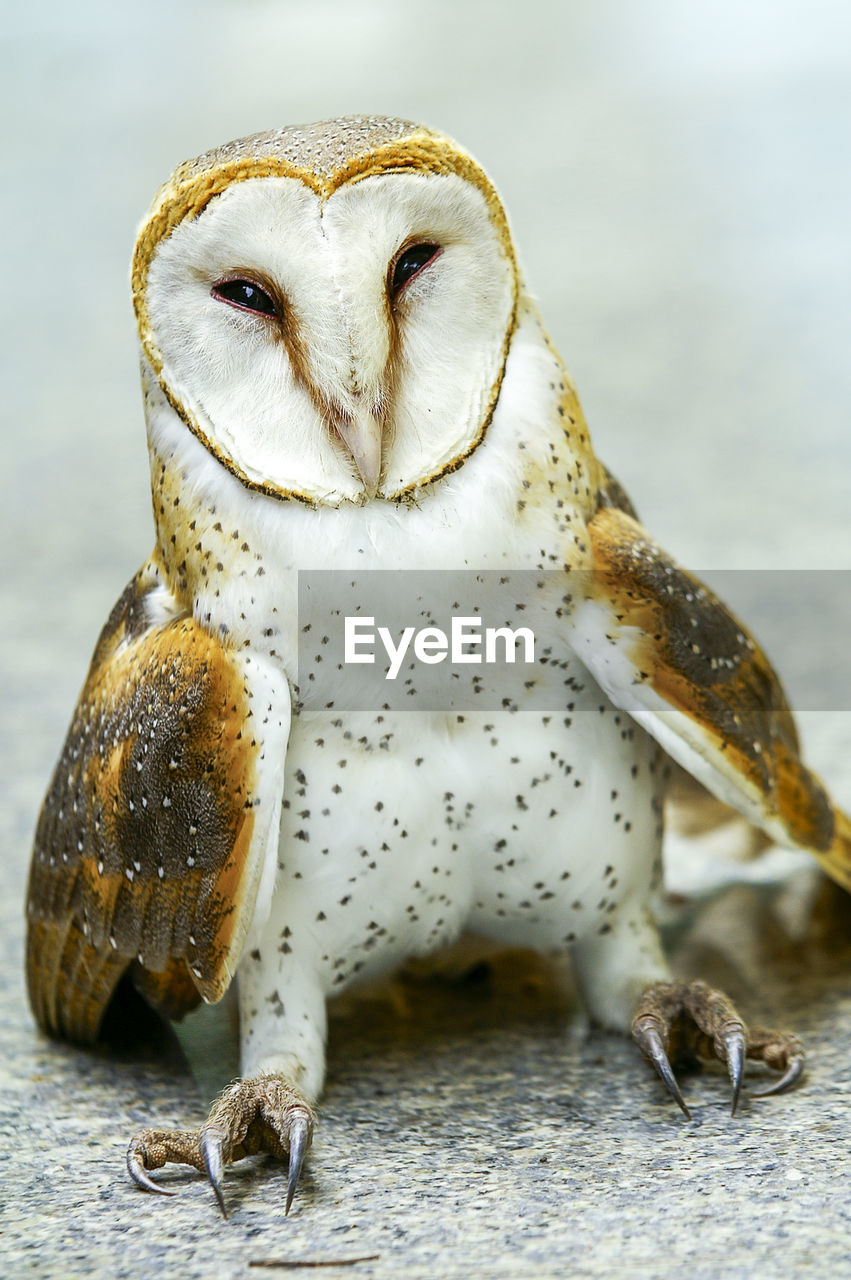Close up of a barn owl
