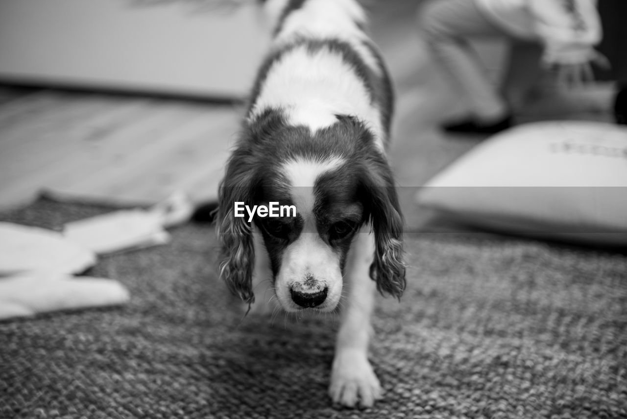 one animal, pet, animal themes, domestic animals, mammal, canine, dog, animal, white, black, black and white, puppy, monochrome, monochrome photography, focus on foreground, portrait, no people, relaxation, indoors, animal body part, lying down, young animal, lap dog, cute, day