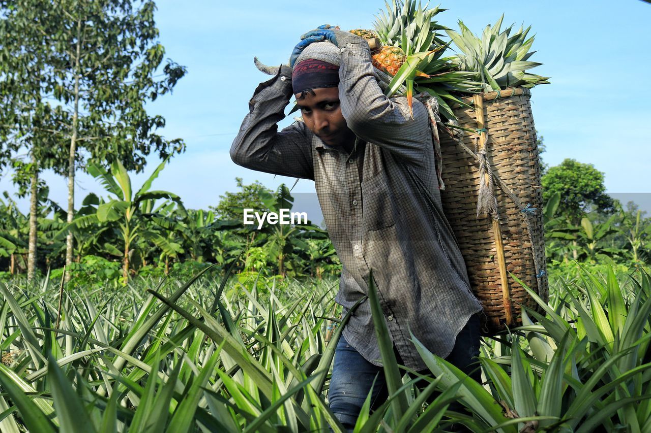 Pineapple field worker working in morning time with a basket full of pineapple attached on the back