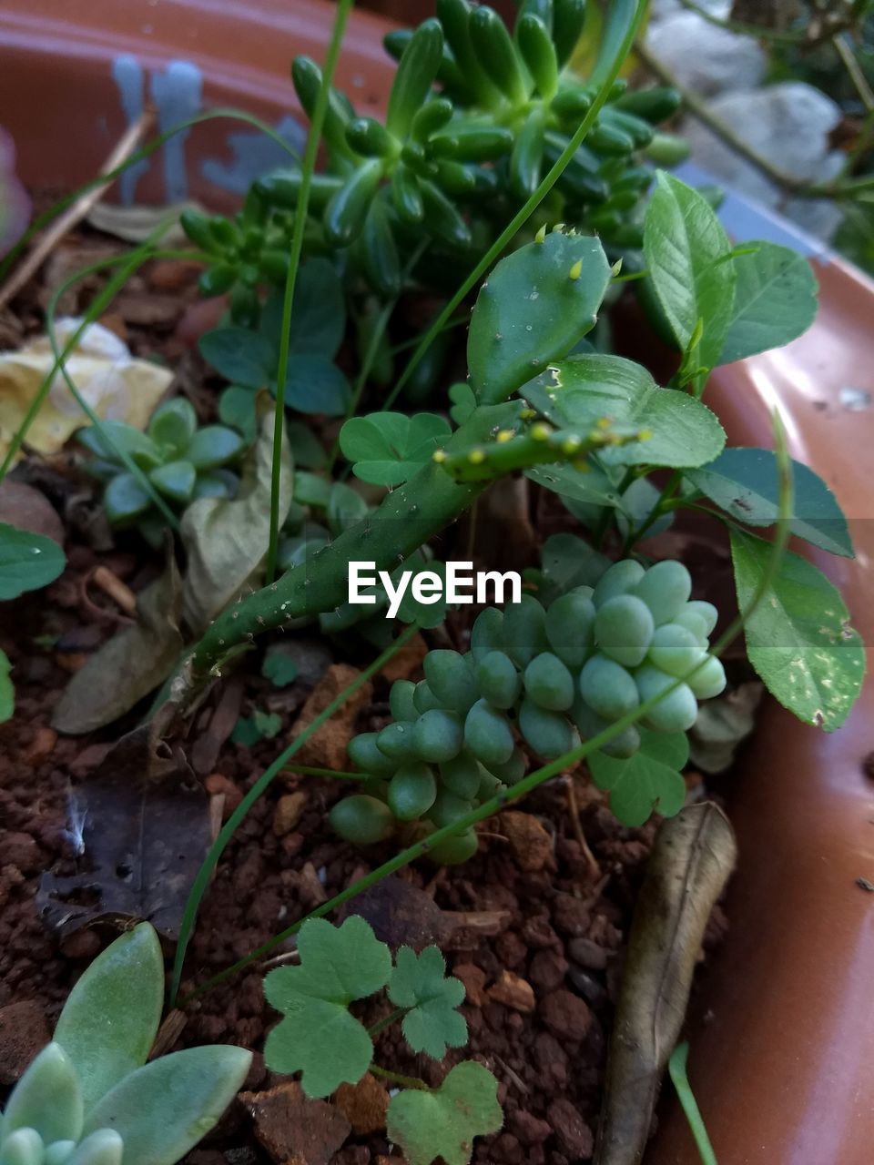 HIGH ANGLE VIEW OF FRUITS GROWING ON PLANT