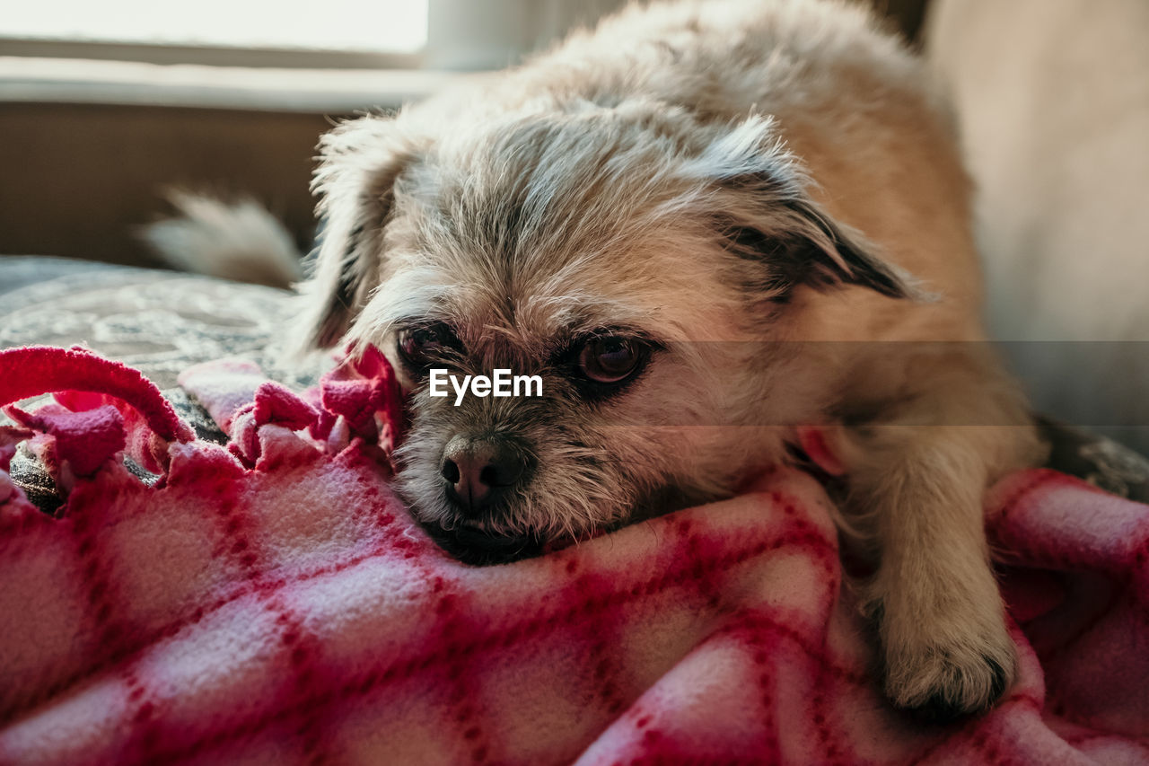 PORTRAIT OF DOG RELAXING AT HOME