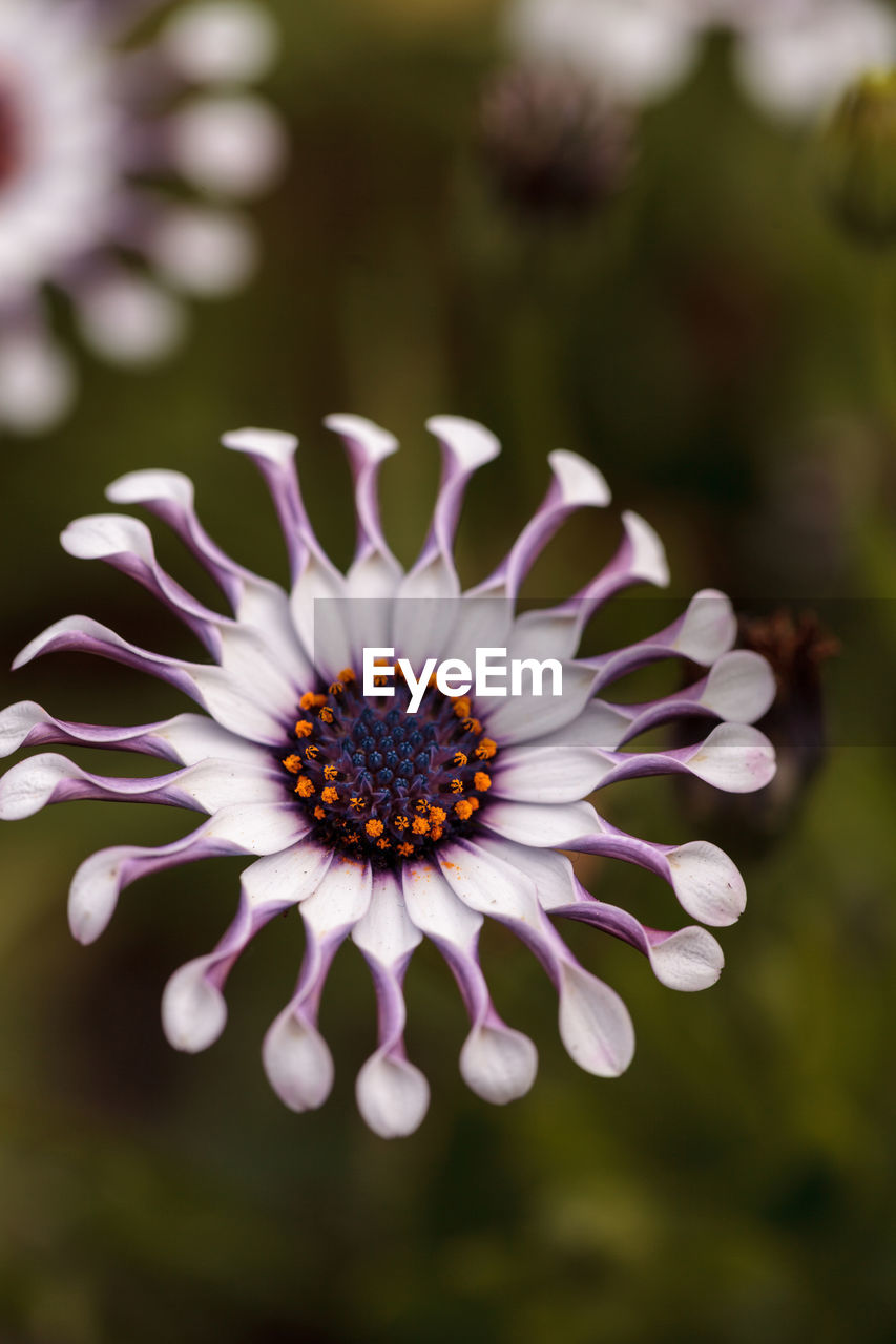 Close-up of osteospermum blooming outdoors