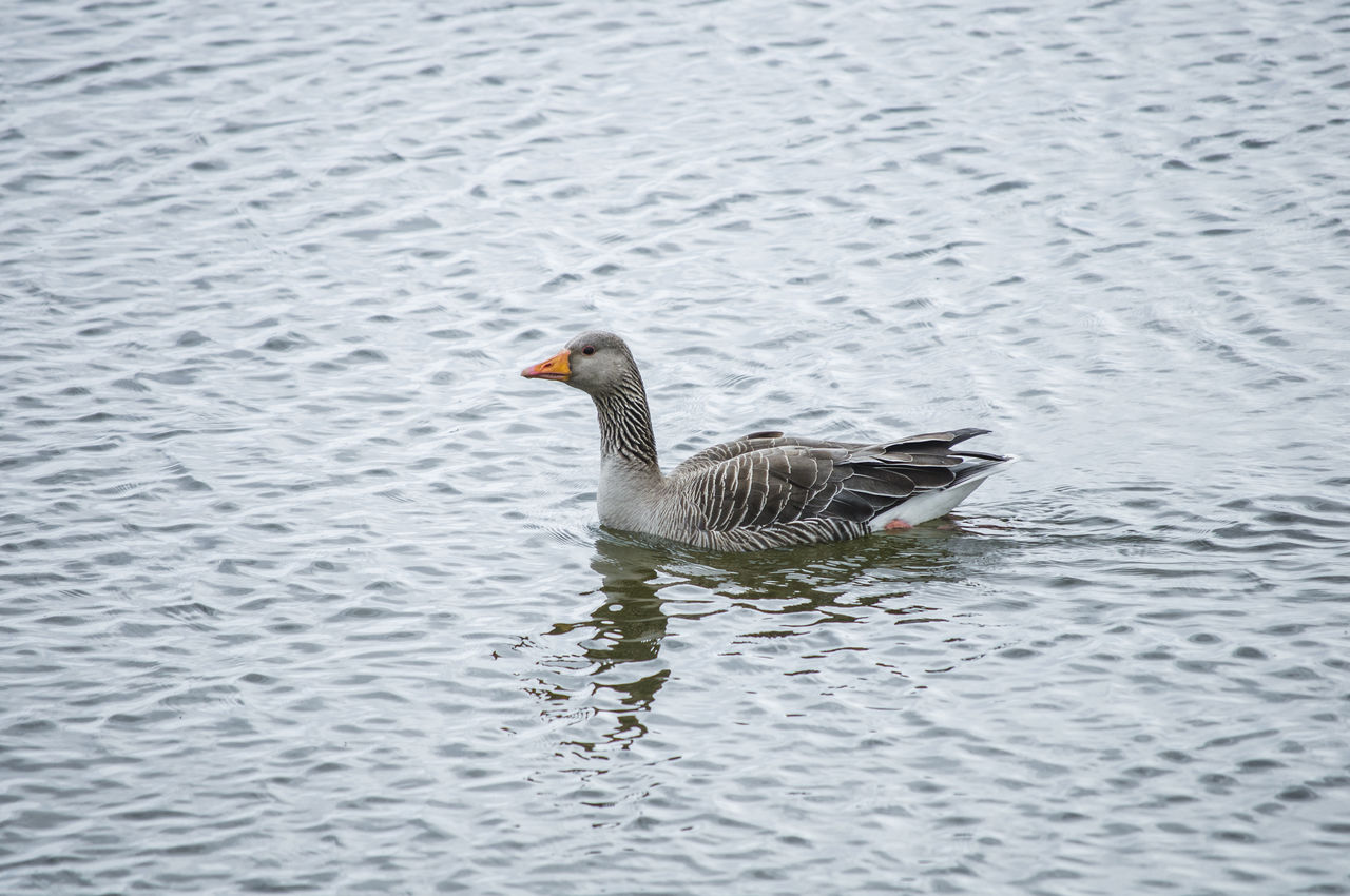 close-up of duck swimming in lake