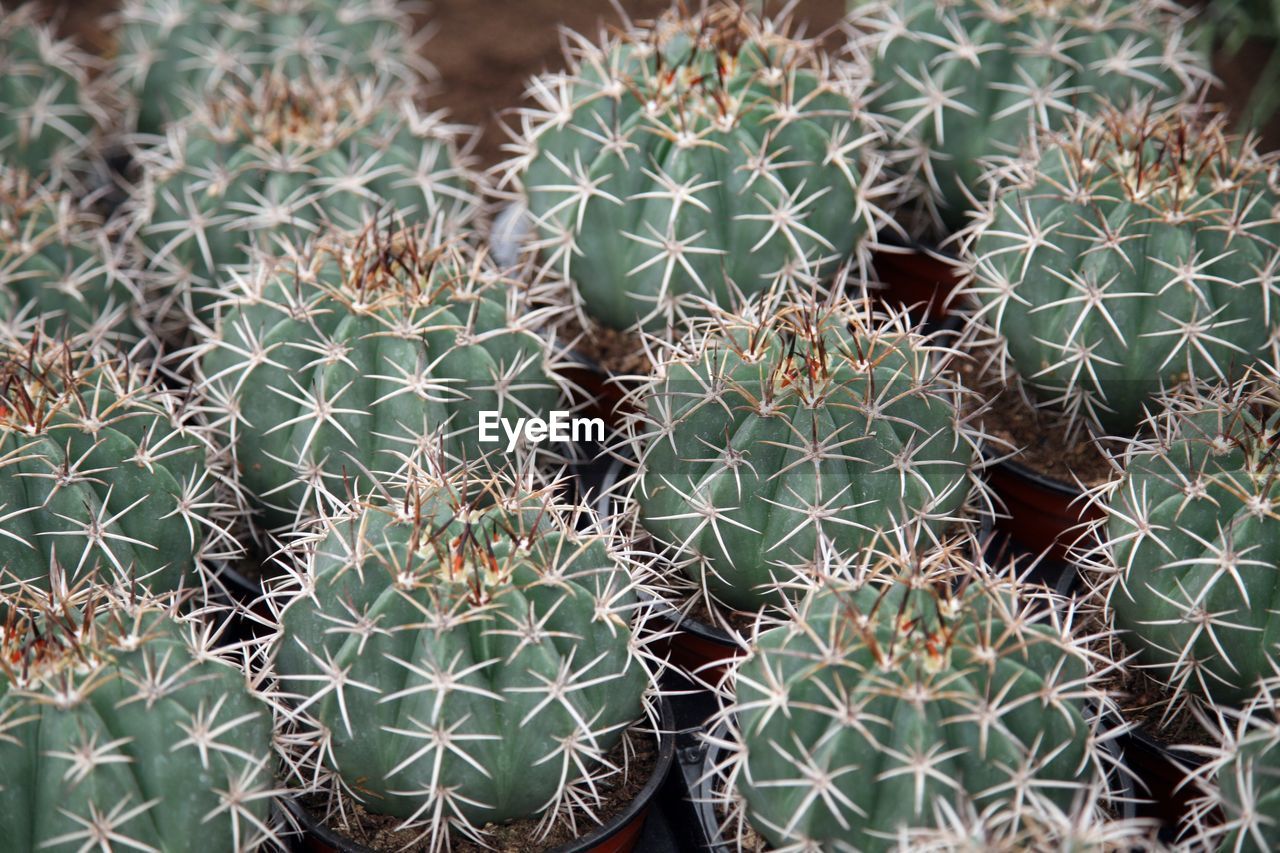 FULL FRAME SHOT OF POTTED PLANTS ON CACTUS