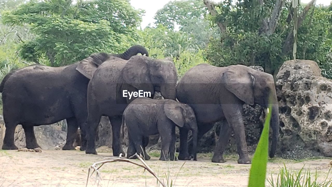 VIEW OF ELEPHANT IN FARM