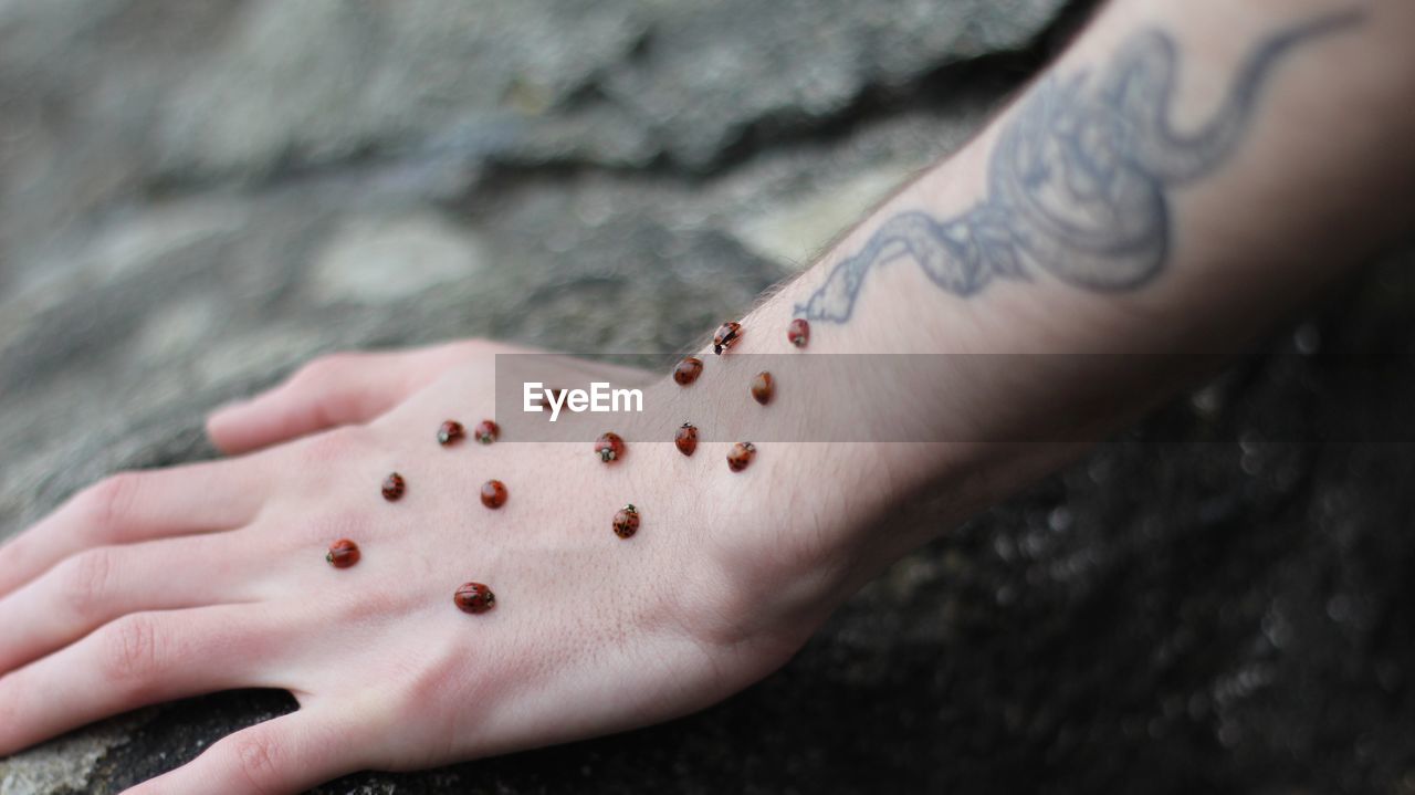 Close-up of cropped hand with ladybugs 
