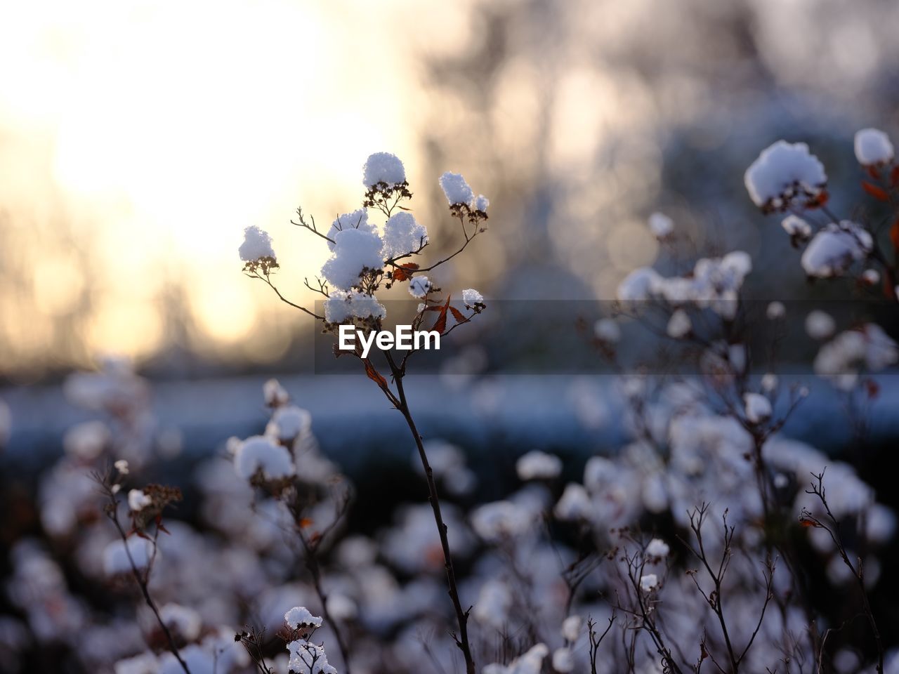 Close-up of cherry blossoms on field