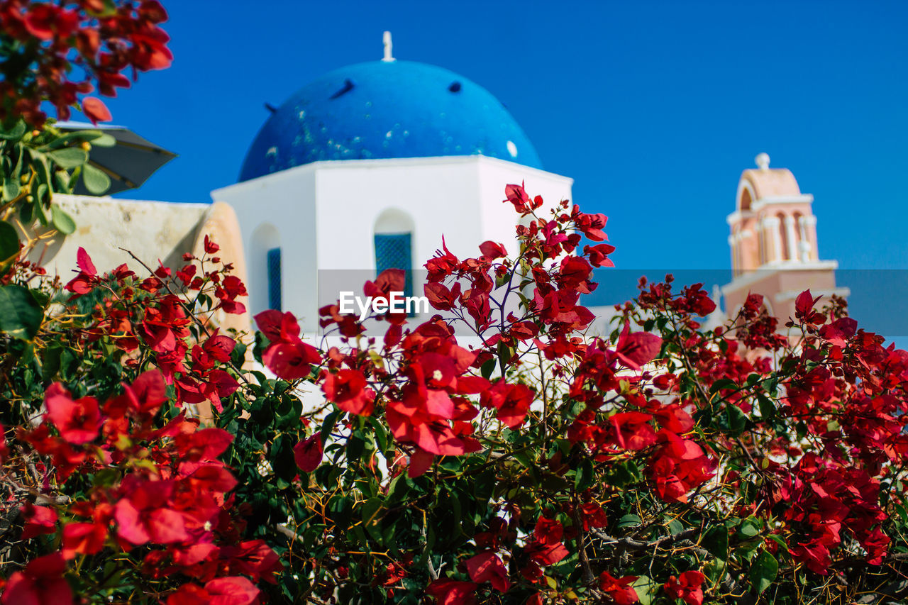 LOW ANGLE VIEW OF RED FLOWERS AGAINST BUILDING