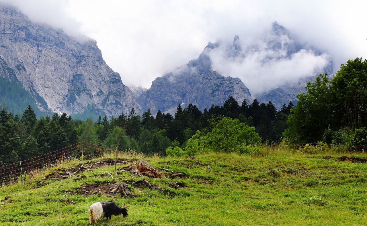 VIEW OF A HORSE ON MOUNTAIN