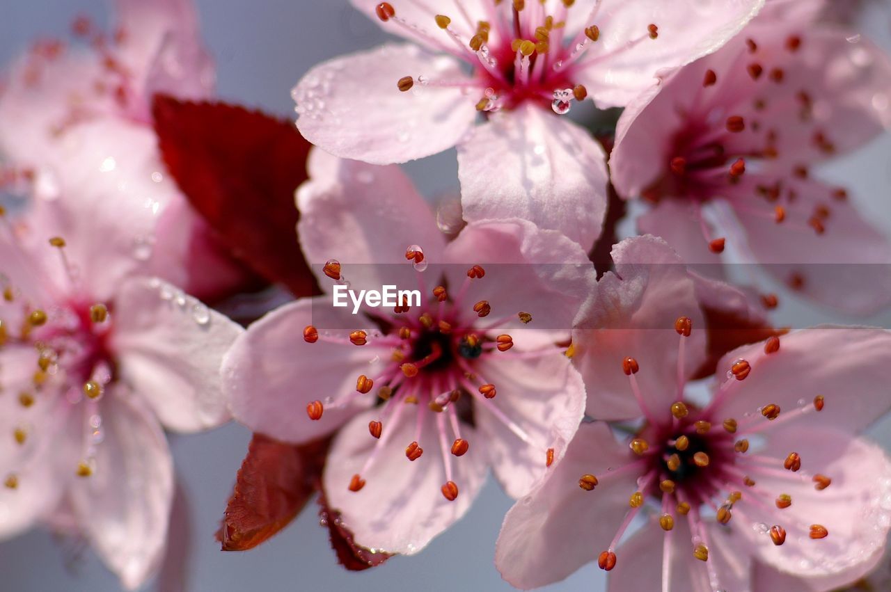 CLOSE-UP OF PINK CHERRY BLOSSOM FLOWERS