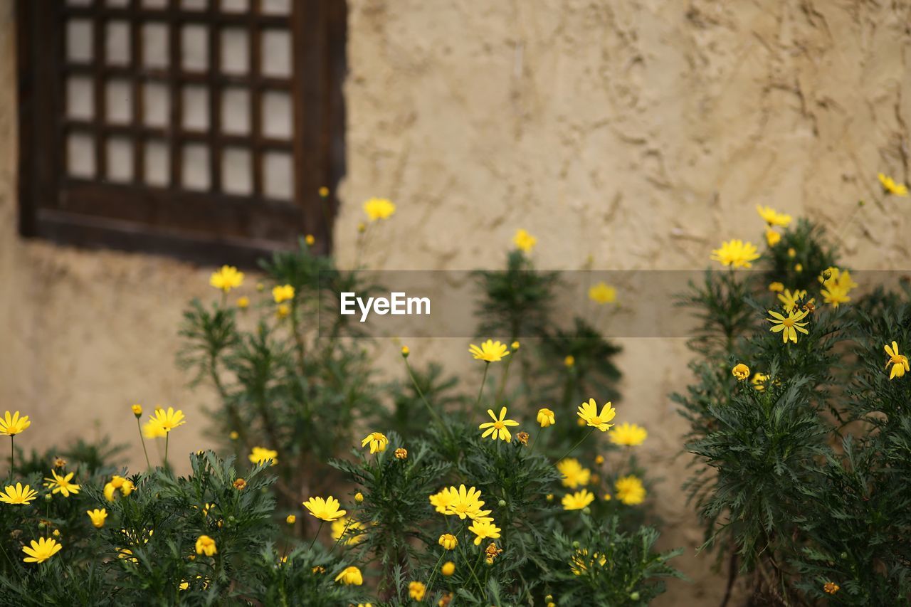 CLOSE-UP OF YELLOW FLOWERING PLANT