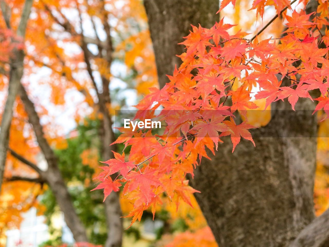 Close-up of maple leaves on tree during autumn