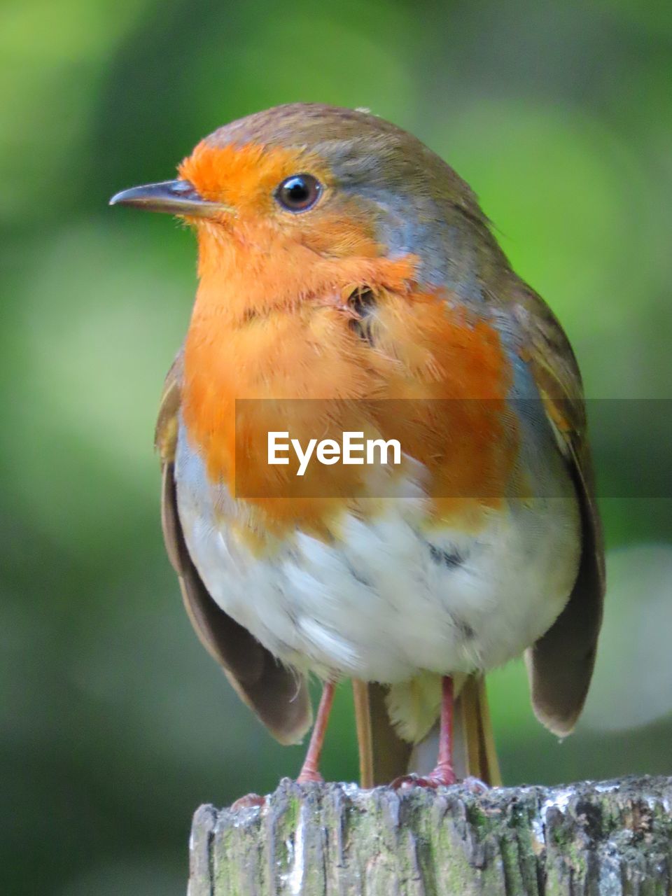 close-up of bird perching on branch