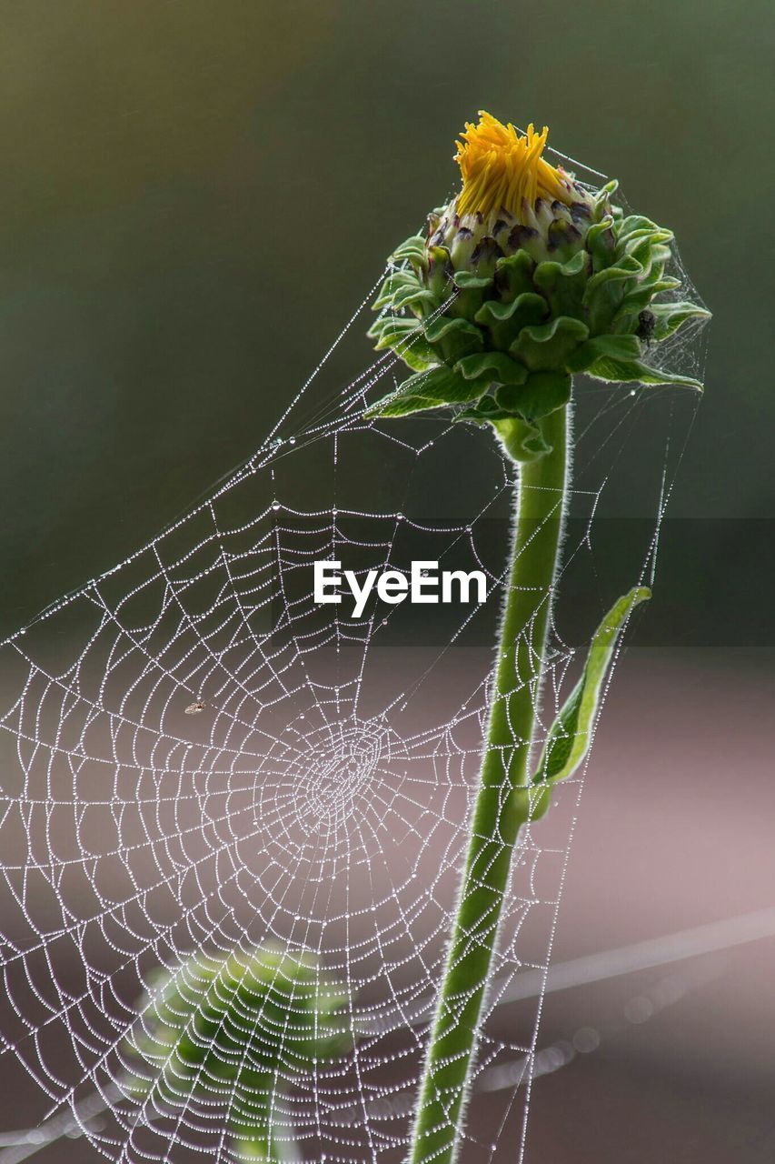 Close-up of spider web on flower bud