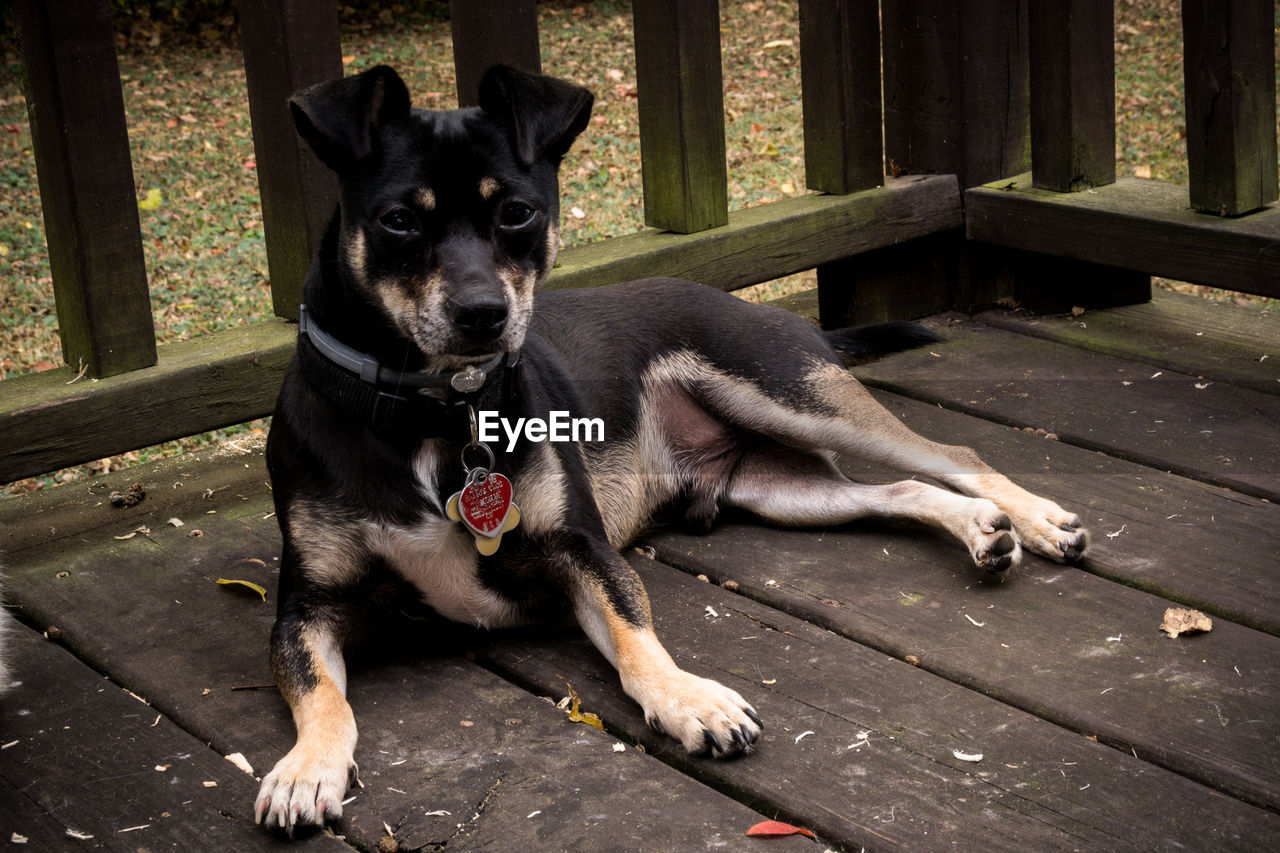 CLOSE-UP PORTRAIT OF DOG SITTING ON FLOOR