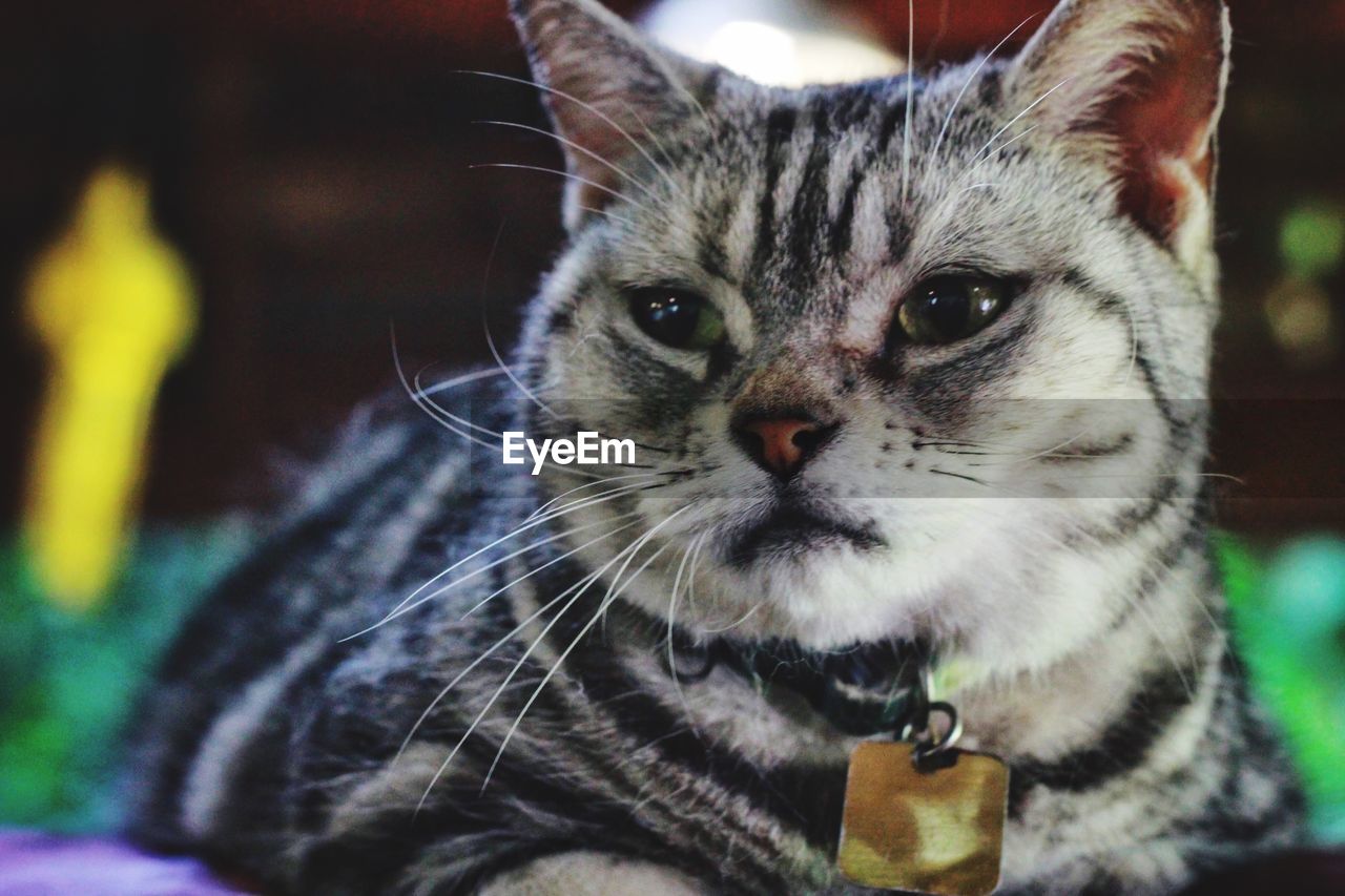 CLOSE-UP PORTRAIT OF A CAT