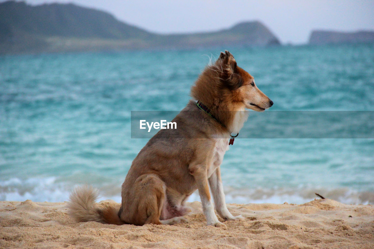 Dog sitting on sand at beach